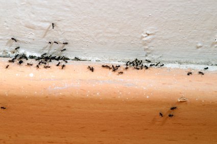 Ants-on-Baseboard