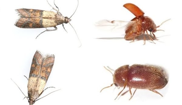 Pantry Pests