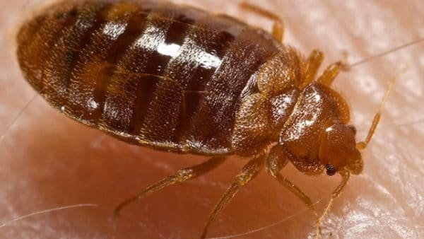 Bed-Bug-Heat-Treatment