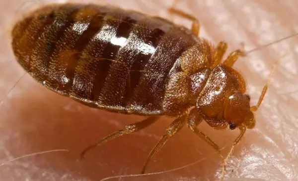 Bed-Bug-Heat-Treatment