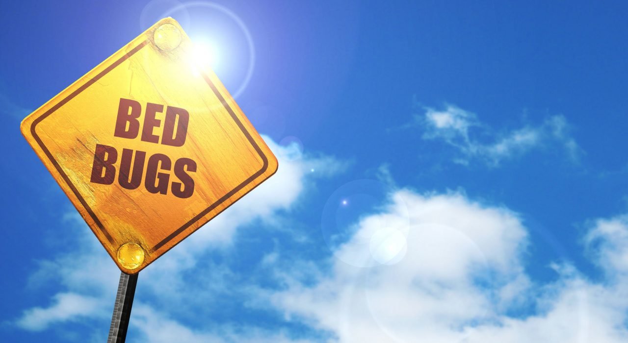 bed bugs