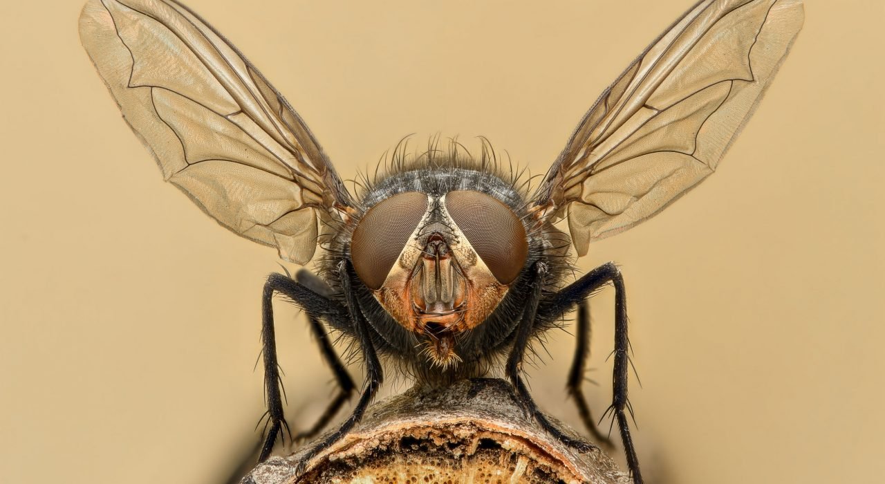 Bedbugs Presidio Pest Management fly