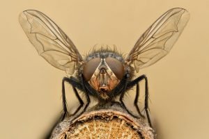 Bedbugs Presidio Pest Management fly