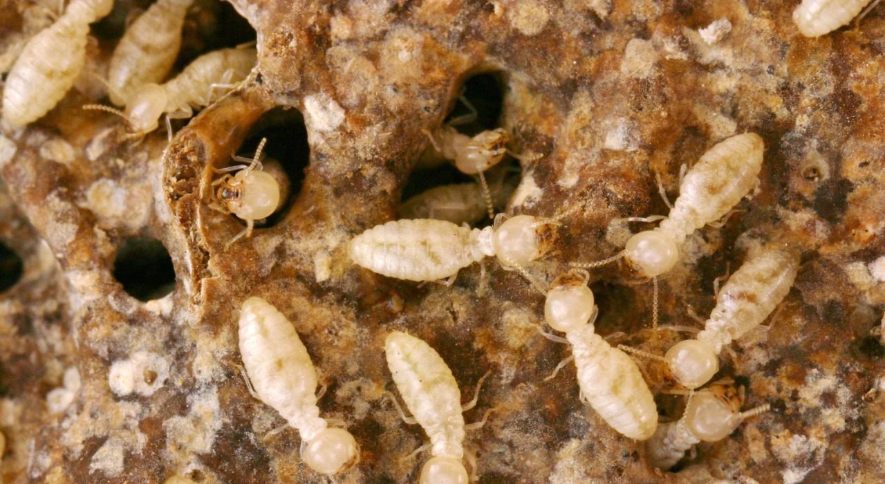Termites-and-wood-destroying-insects