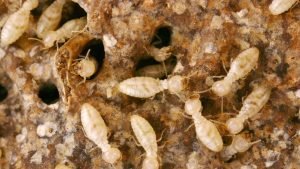 Termites-and-wood-destroying-insects