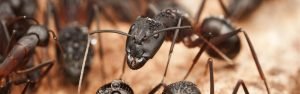 ant slider
