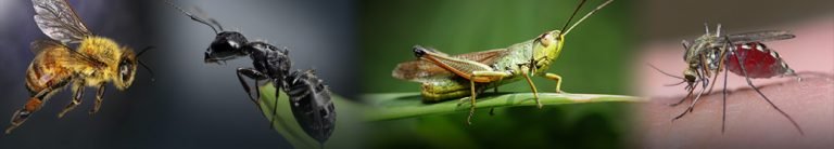 creepy crawlies Bedbugs Presidio Pest Management
