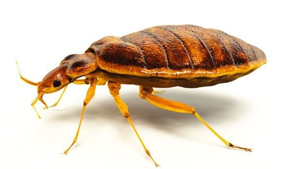 bed bugs
