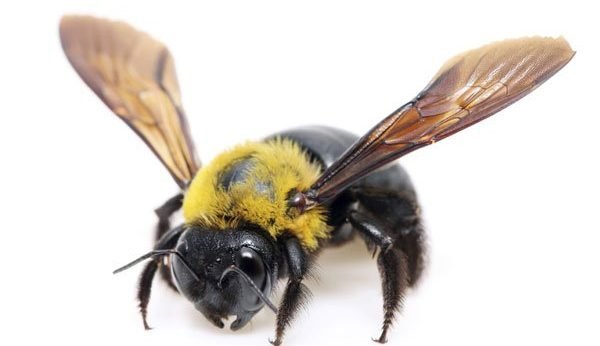 Carpenter Bees