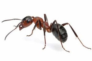 Ants & Carpenter Ants