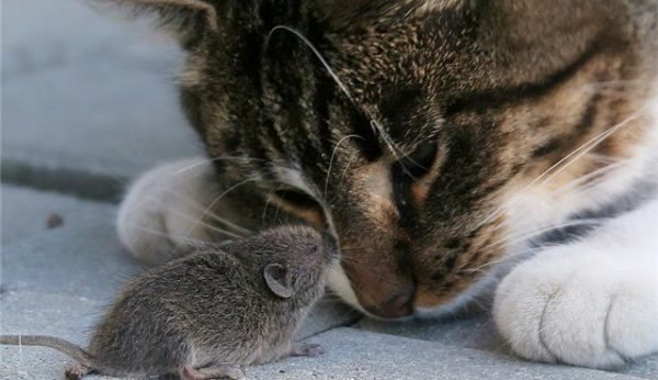 cat and mouse
