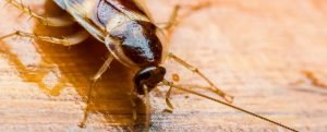 roaches Bedbugs Presidio Pest Management