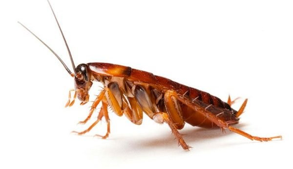 Cockroaches