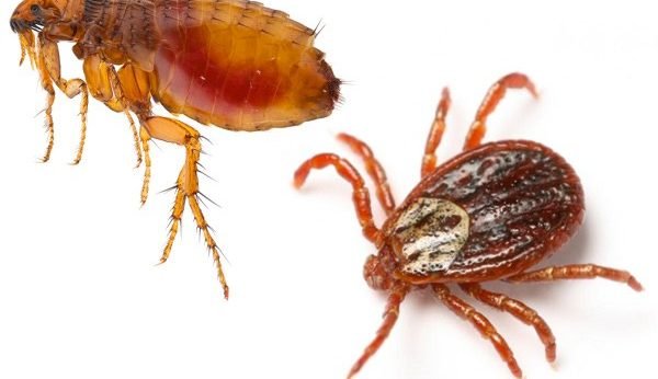 Fleas & Ticks
