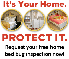 local bed bug extermination