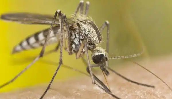 mosquito