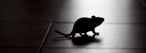 mouse in the dark