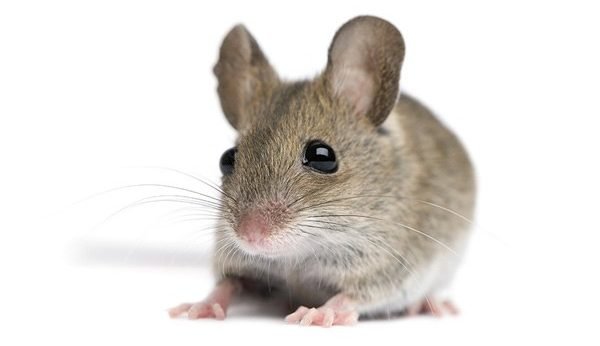 Mice & Small Rodents