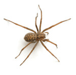 spider-removal-michigan