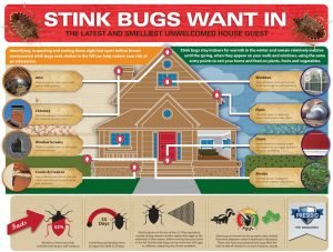 stink bugs want in Bedbugs Presidio Pest Management