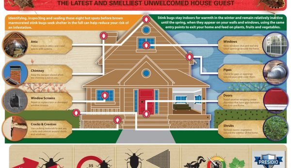 stink bugs want in Bedbugs Presidio Pest Management