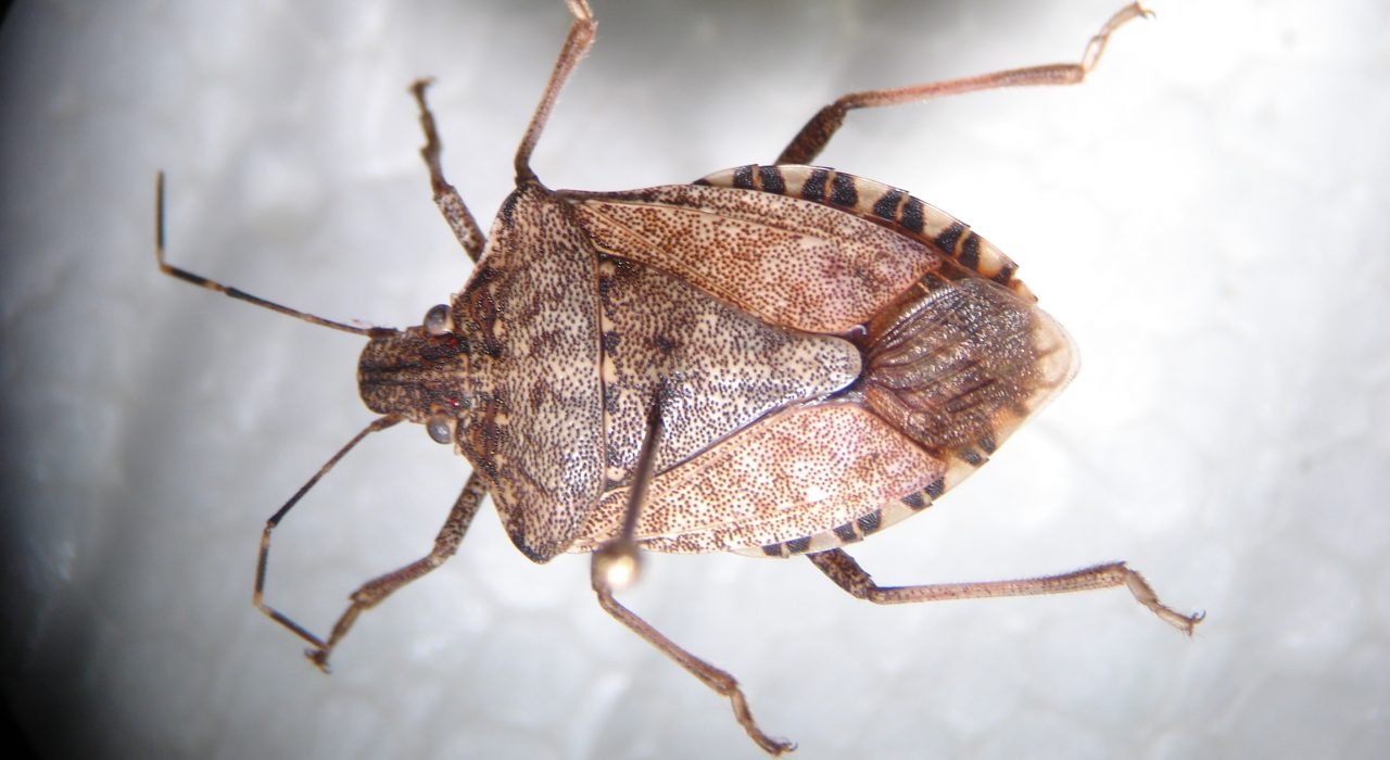 stink bugs Bedbugs Presidio Pest Management