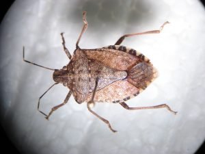 stink bugs Bedbugs Presidio Pest Management