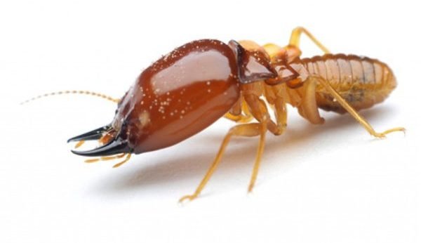 termite