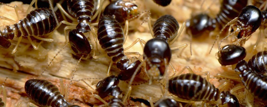 termites