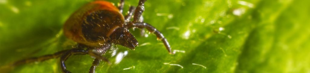 flea and tick prevention