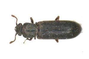 Wood-Boring Beetles