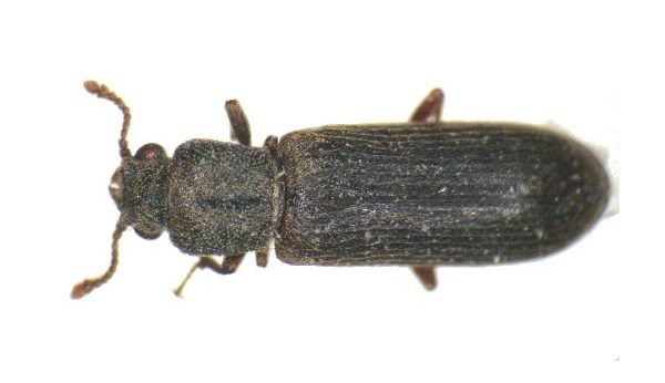 Wood-Boring Beetles