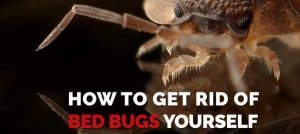 get-rid-of-Bed-Bugs-Bedbugs Presidio Pest Management
