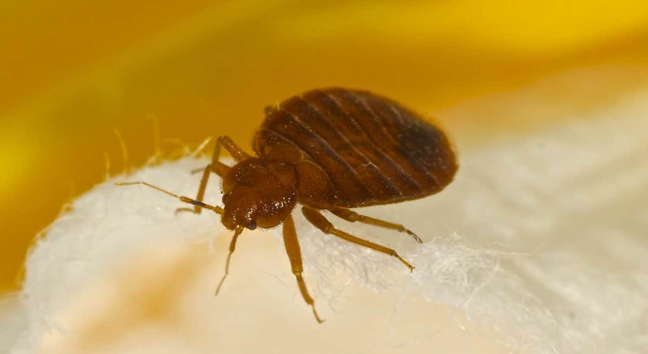 Pesky-Bed-Bugs Bedbugs Presidio Pest Management