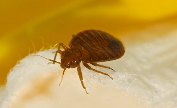 Pesky-Bed-Bugs Bedbugs Presidio Pest Management
