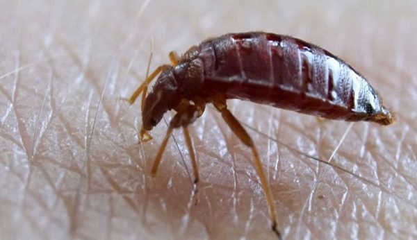 Bedbugs Presidio Pest Management