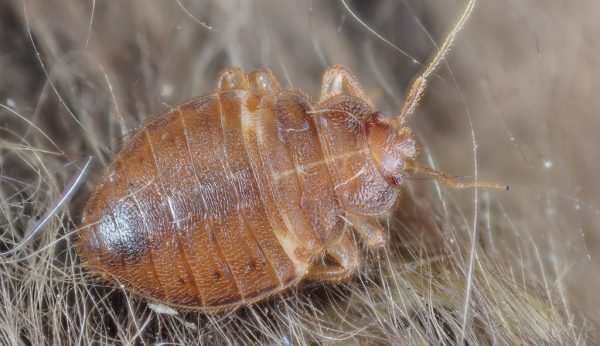 bed bug adult Bedbugs Presidio Pest Management