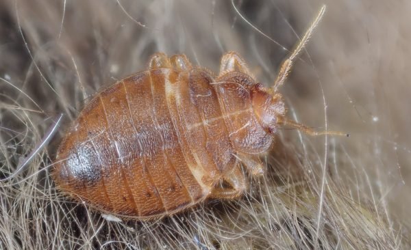 bed bug adult Bedbugs Presidio Pest Management