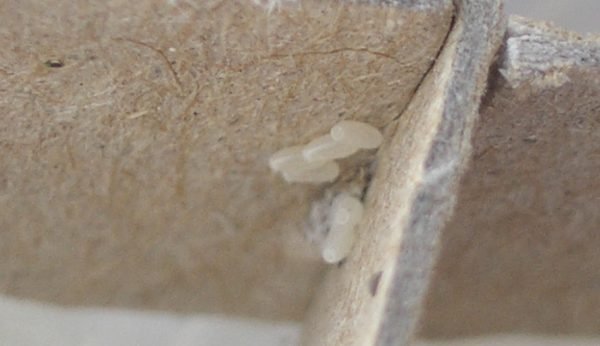 Bedbugs Presidio Pest Management