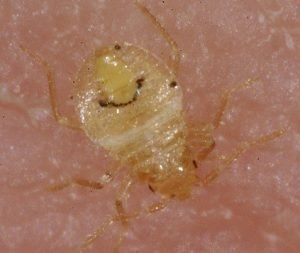 bed bug nymph Bedbugs Presidio Pest Management