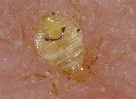 bed bug nymph Bedbugs Presidio Pest Management