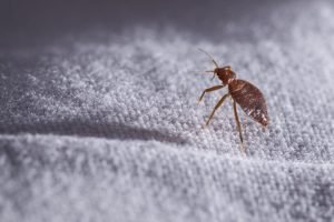 bed bug professional Bedbugs Presidio Pest Management