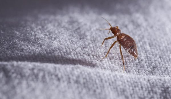 bed bug professional Bedbugs Presidio Pest Management