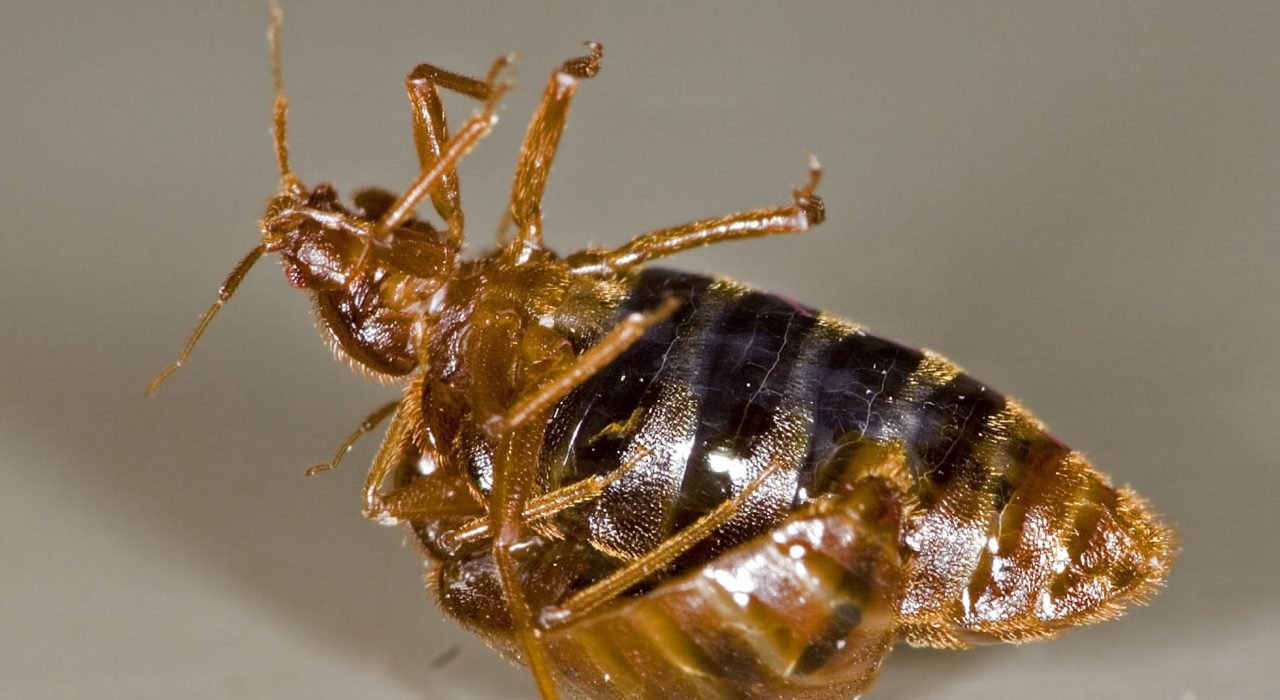 bed bug reproduction Bedbugs Presidio Pest Management