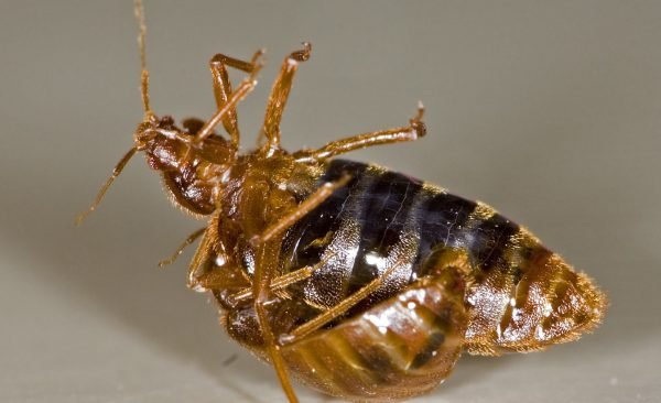 bed bug reproduction Bedbugs Presidio Pest Management