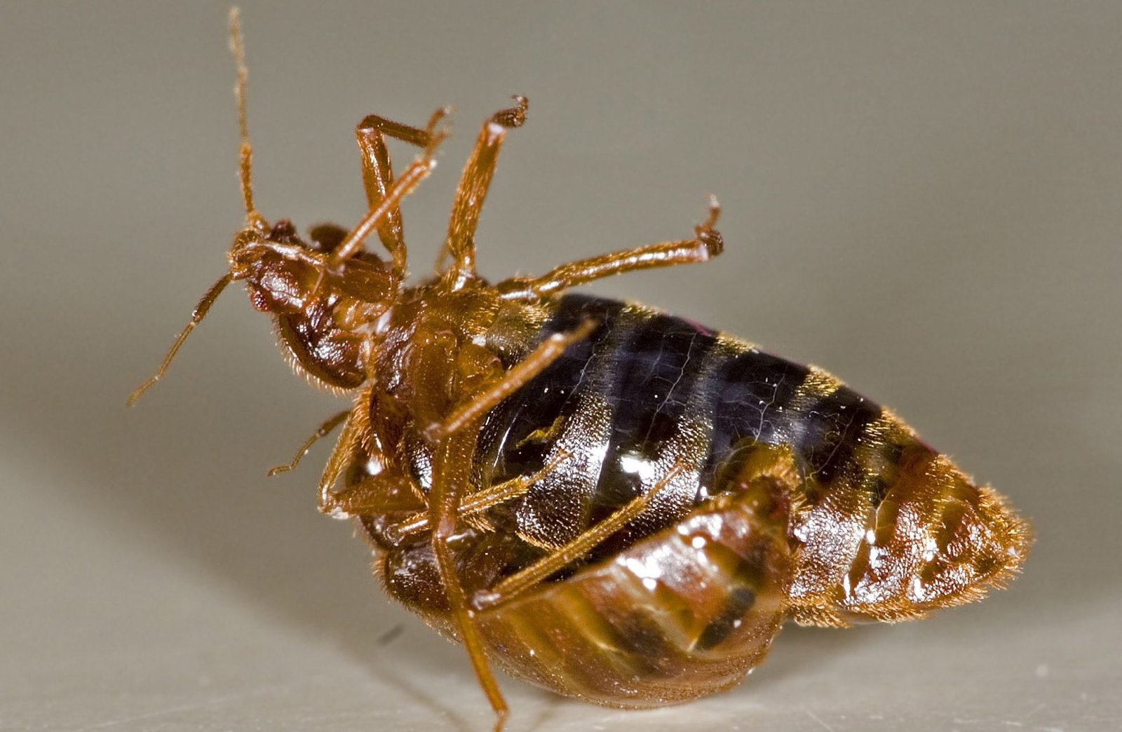 bed bug reproduction Bedbugs Presidio Pest Management