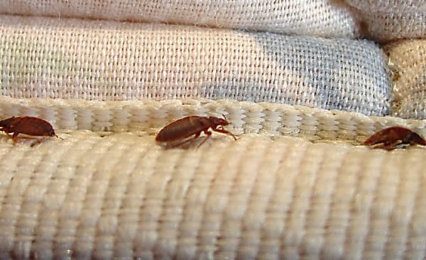 Bed Bug Exterminator Buffalo Treatment