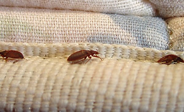 Enviro-Tech bed bug exterminators san diego