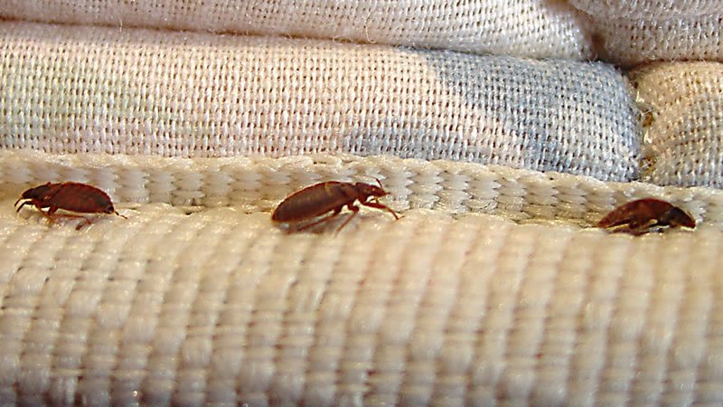 bedbug treatments