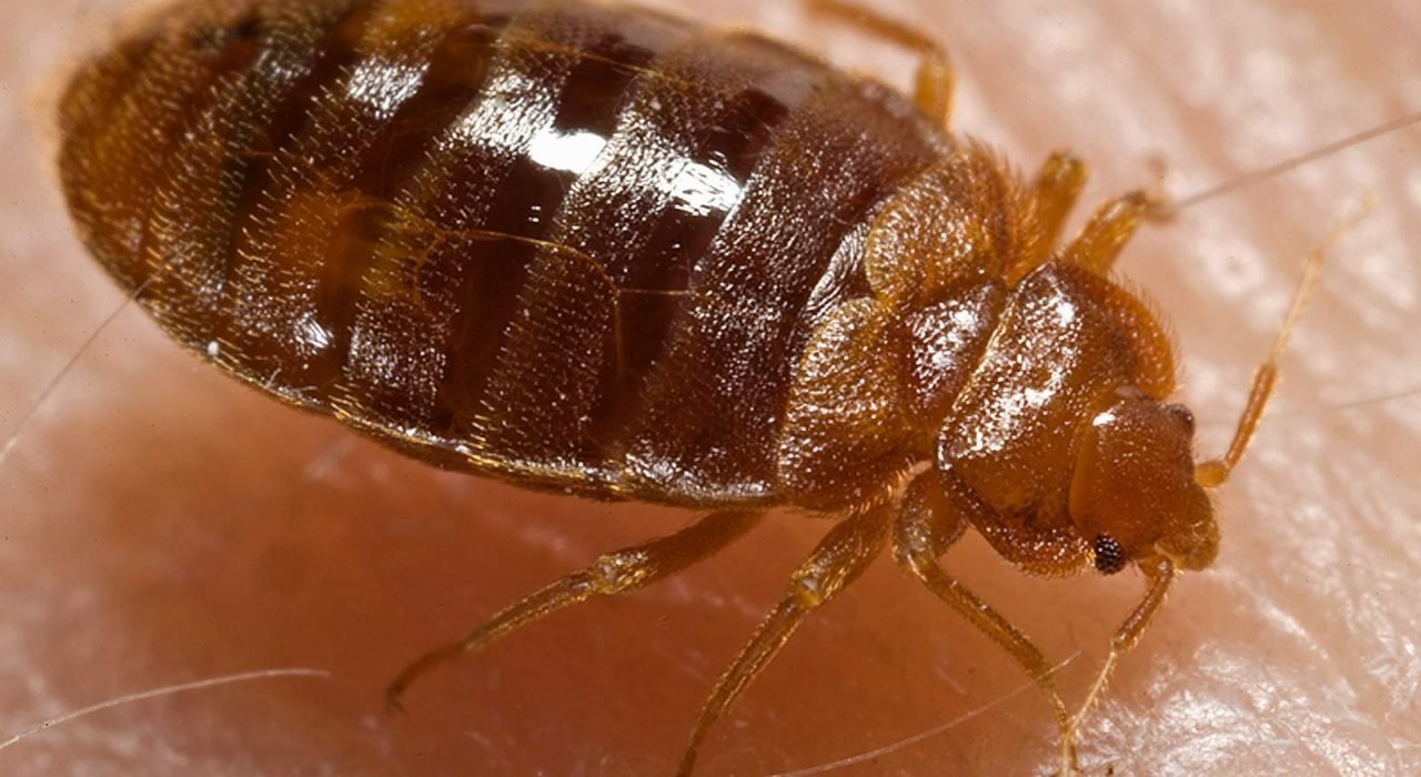 bedbug 9 Presidio Pest Management
